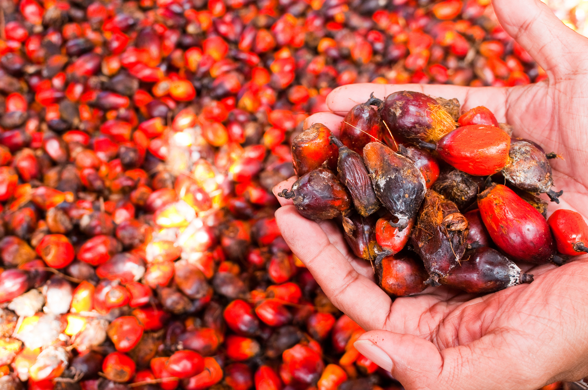 palm oil 4